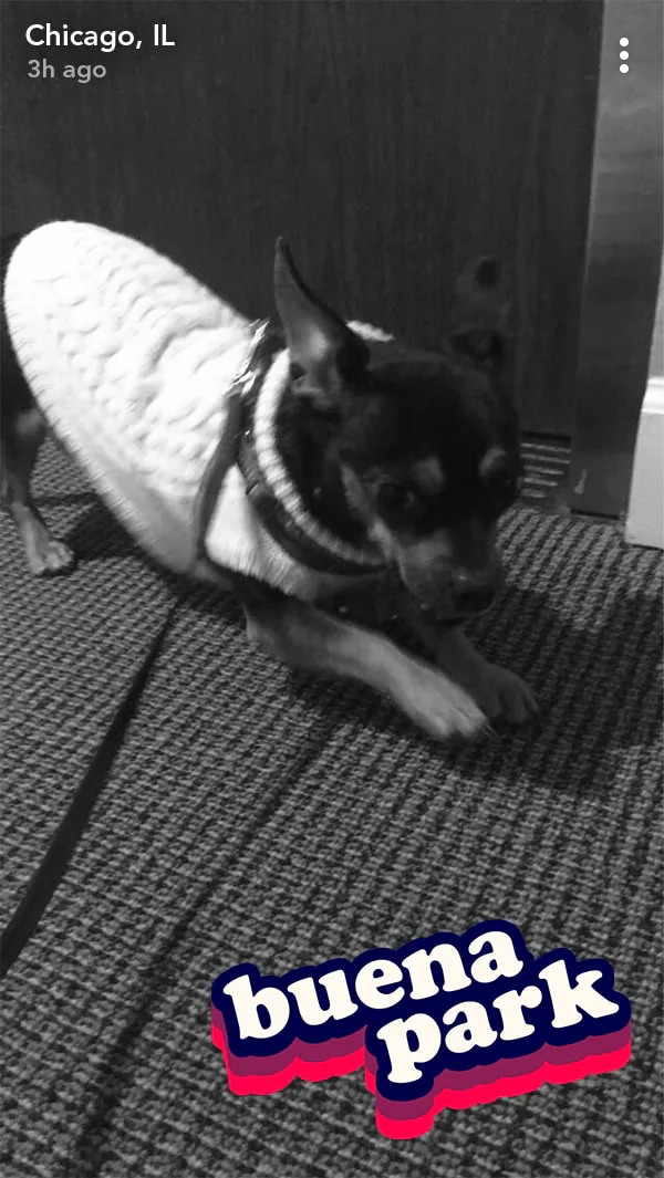 ‘buena park’ bubble-lettering geofilter over a black-and-white Snapchat photo of a dog in a sweater