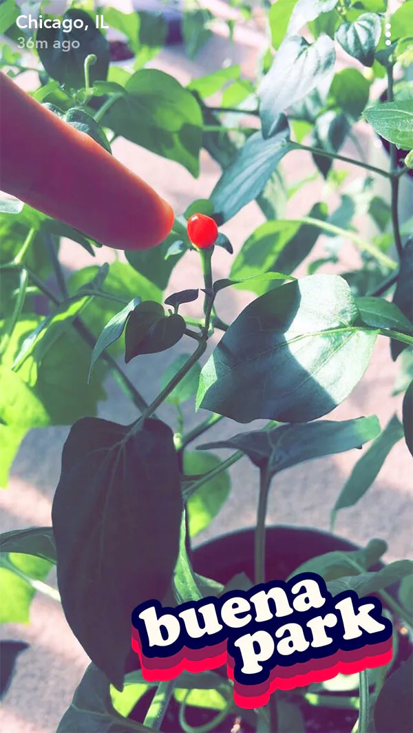 ‘buena park’ bubble-lettering geofilter over a Snapchat photo of a small red pepper on the plant