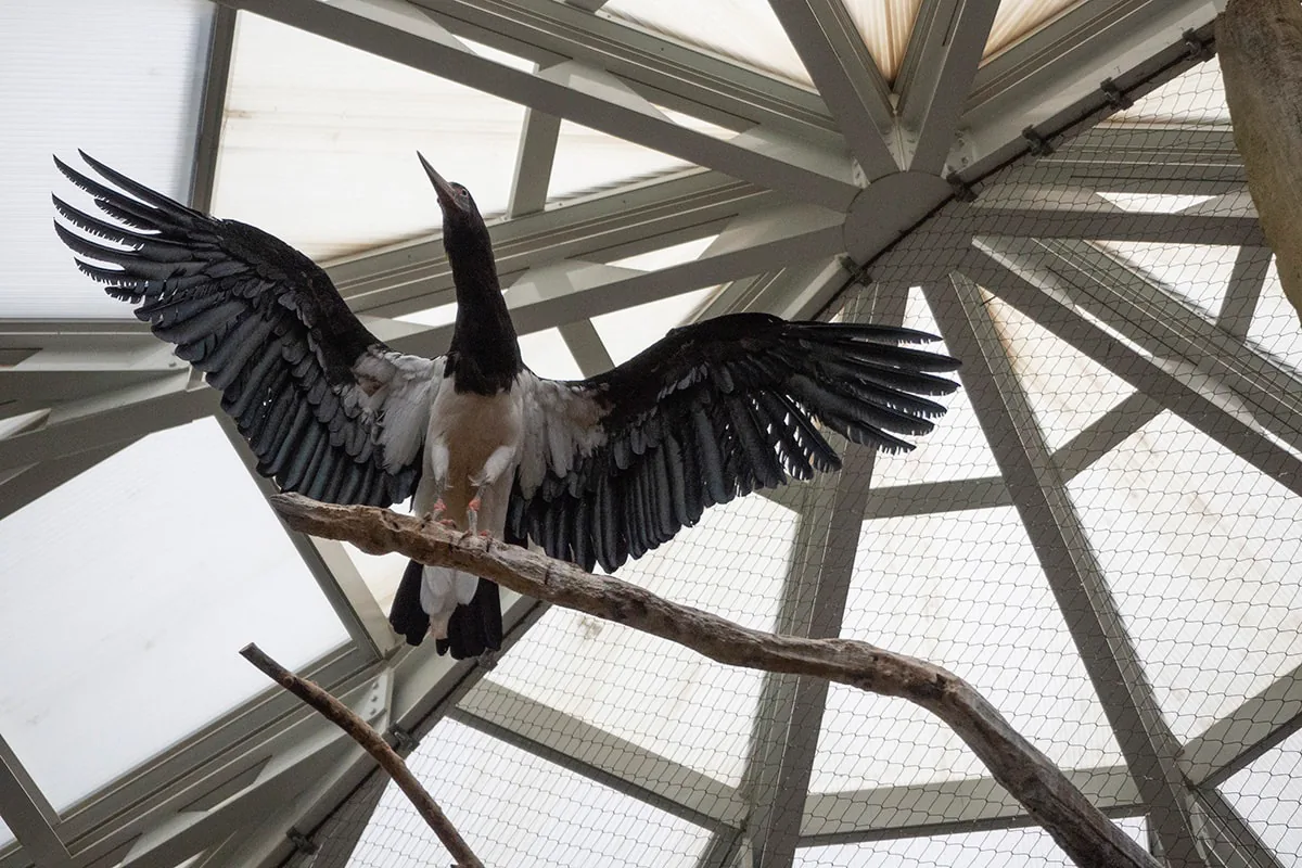 Large dark bird spreads its wings wide while perched on a branch beneath a geodesic aviary ceiling